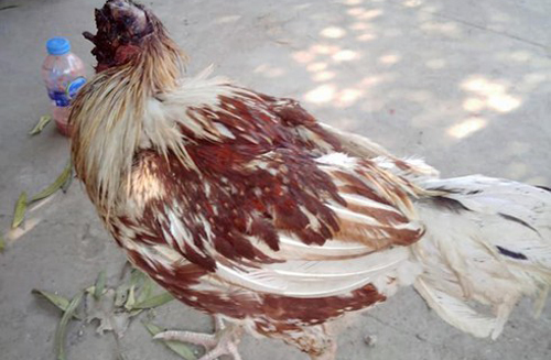 Kinh ngạc gà mất đầu vẫn sống đi lại bình thường ở Thái Lan