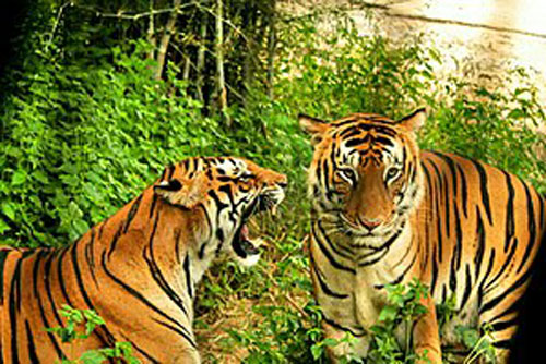 Top 5 loài mèo lớn nặng nhất thế giới