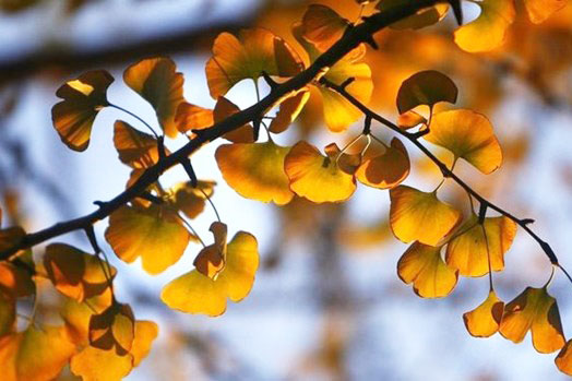 Bí quyết giúp cây bạch quả sống hơn 1.000 năm