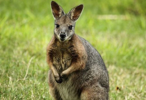 Tại sao chuột túi Wallaby chưa đẻ con đã lại mang thai?