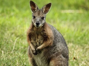 Vì sao chuột túi Wallaby chưa đẻ con đã lại mang thai?