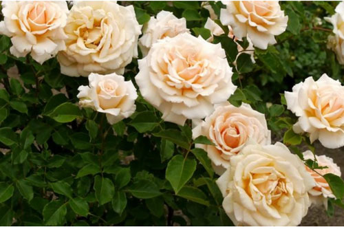 Các loại hoa cực tốt cho sức khỏe nhà ai cũng nên có 1 cây