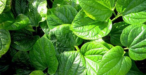 Bí quyết trị dứt ra mồ hôi tay chân hiệu quả hơn dùng bất kỳ thuốc nào nhờ lá lốt