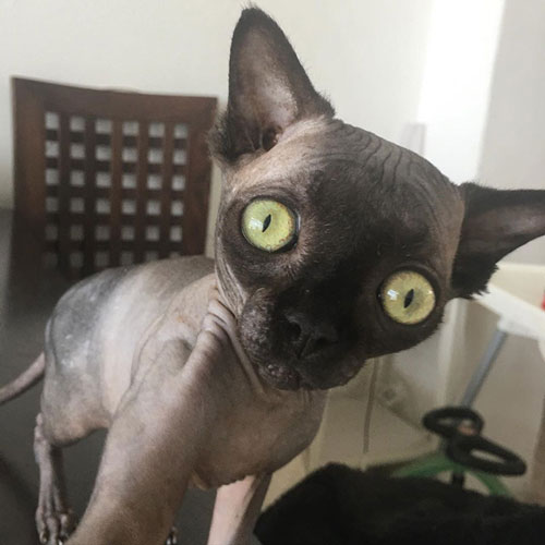 Tưởng dơi nhưng hóa ra lại là mèo, cô "boss" bỗng nhiên nổi tiếng trên mạng xã hội vì ngoại hình lạ mắt