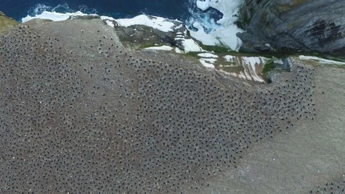 Hình ảnh vệ tinh về vương quốc chim cánh cụt ở Nam Cực