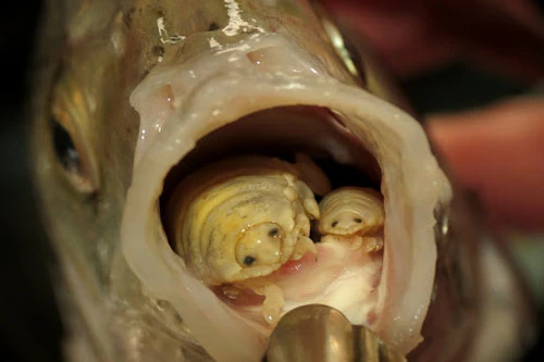  Loài Cymothoa exigua sống kí sinh trong miệng cá.