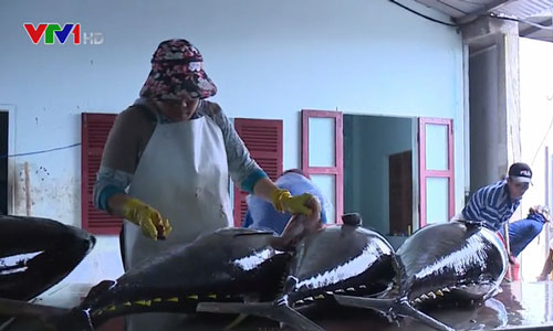 Ảnh hưởng của dịch COVID-19, 600 tấn cá ngừ đại dương chưa thể xuất khẩu