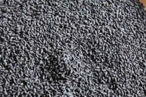 Hóa thạch gạo đen có niên đại từ khoảng 900 năm tuổi tại Campuchia