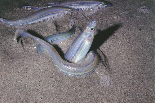 Cá Grunion bất chấp nguy hiểm trườn lên bờ biển để đẻ trứng trên cát ấm.