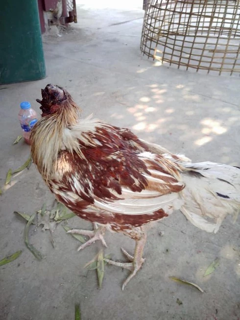 Chú gà mất đầu vẫn sống ở Thái Lan