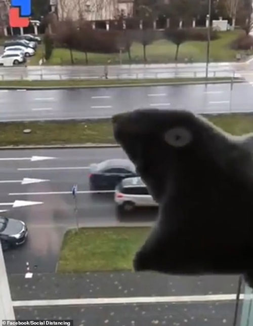 Cười vỡ bụng với những cách giải trí cực sáng tạo và vô cùng bá đạo của các thanh niên khi ở nhà tránh Covid-19