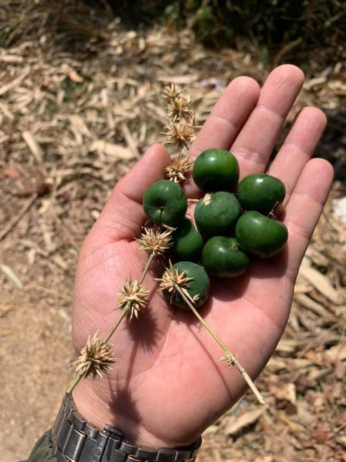 Dân mạng xôn xao với hình ảnh quả lạ trông như táo mini, người tin là quả tre, người lại quả quyết giống mận