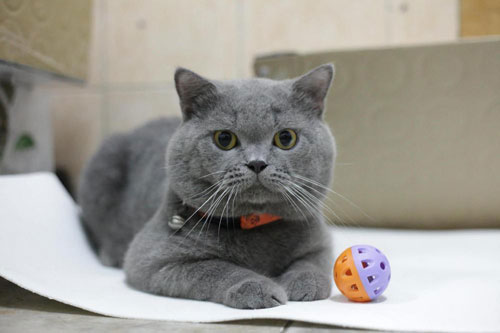 Sau 1/3 Âm lịch, con giáp này có thể 'vét sạch ví' Thần Tài, đổi vận giàu sang, làm đến đâu thành công đến đó