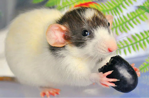 Tháng 3 Âm lịch, Thần Tài chiếu cố, 3 con giáp giàu có bất ngờ, ôm tiền tỷ trong tay