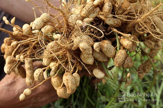 Ăn lạc sẽ giúp bạn khỏe mạnh, phòng chống được nhiều loại bệnh