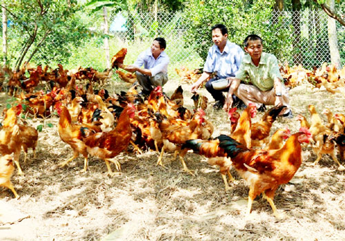 Tây Ninh: Nâng cao thu nhập, bảo vệ môi trường nhờ hợp tác nuôi gà thả vườn