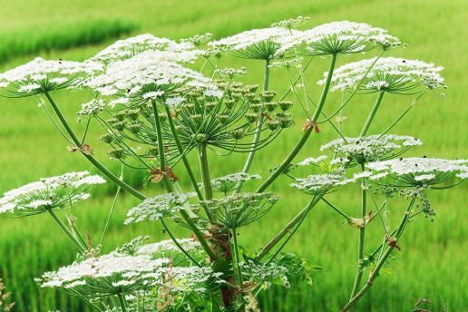 Những loài cây dại nguy hiểm nên tránh xa