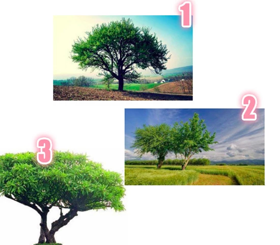 Theo bạn, ba bức tranh trên đây, cây nào có thế đẹp nhất? Lựa chọn của bạn cho thấy sự đánh giá chủ quan về bản thân, niềm tin vào bản thân, của bạn ở mức nào.