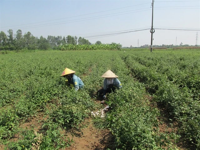 Trồng 1 sào cà gai leo có thể cho thu hoạch 3,4 - 3,6 tạ khô/năm, nếu xuất thô cho công ty dược liệu sẽ có giá từ 40.000 - 50.000 đồng/kg (Ảnh: Internet)