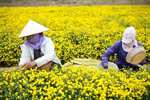 Tỉnh Hưng Yên hiện có gần 850ha trồng cây dược liệu, góp phần không nhỏ vào tăng trưởng ngành nông nghiệp, phát triển kinh tế xã hội (Ảnh: Internet)