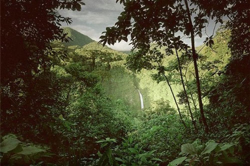 Thực vật trên Trái Đất thích nghi với biến đổi khí hậu như thế nào?