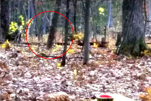 Cựu lính thuỷ đánh bộ Mỹ chạm trán "quái vật chân to Bigfoot"