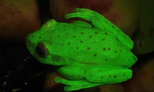 Ếch Hypsiboas Punctatus 