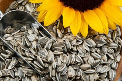 Hạt hướng dương mang lại lợi ích sức khỏe