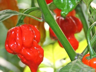 ‘Sợ hãi’ trước những loại ớt cay nhất hành tinh