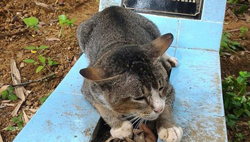 Cảm động trước chú mèo nằm bên mộ chủ suốt một năm không rời