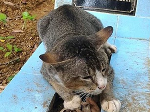 Cảm động trước chú mèo nằm bên mộ chủ suốt một năm không rời