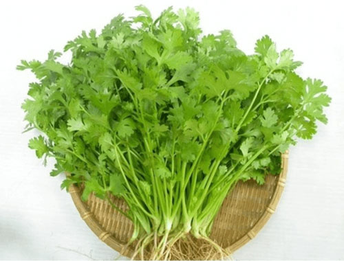 CLIP: Cách trồng rau mùi không cần đất, tiện lợi cho những không gian chật hẹp