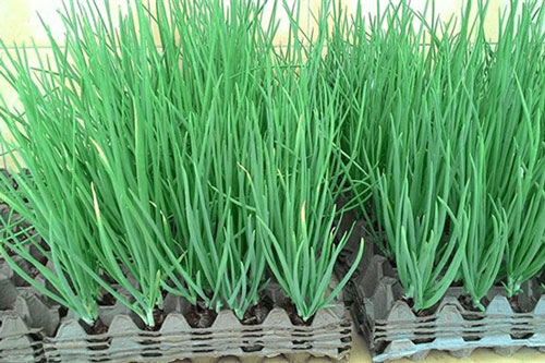 Mẹo trồng hành lá cực nhanh mà nhàn không cần đất, tha hồ hái mỏi tay