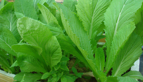 Ăn rau cải ngon đến mấy cũng phải biết điều này, kẻo 'đón" bệnh tật vào người mà không biết