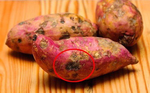 Thấy khoai lang có dấu hiệu này, hãy vứt bỏ ngay lập lức, tiếc của mà ăn kẻo rước độc hại thân