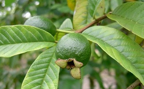 Bạn có biết, những công dụng làm đẹp "thần thánh" của lá ổi?