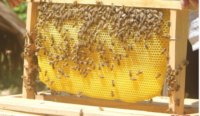 Nuôi ong VietGAP giúp tăng sản lượng và chất lượng mật