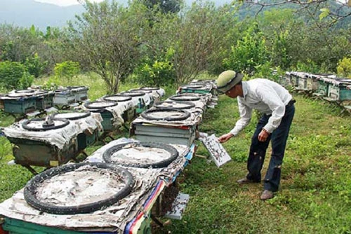 Mô hình nuôi ong theo tiêu chuẩn VietGAP của HTX Ong Phổng Lái