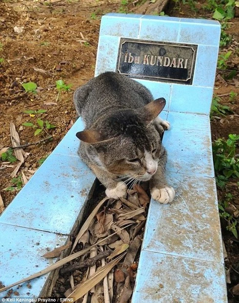 Chú mèo ngày đêm nằm trên mộ chủ nhân đã qua đời