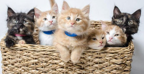 'Too Cute' - Món ăn tinh thần độc đáo của người dân Mỹ trong mùa dịch