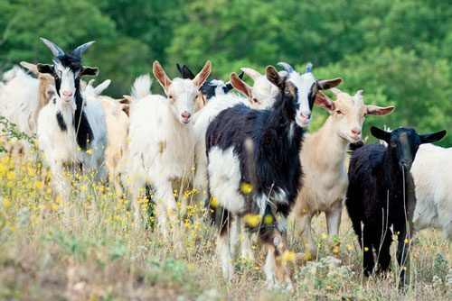 Top 5 con giáp càng yêu chiều, sợ vợ, gia đình càng dễ giàu có, hạnh phúc