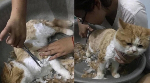 Cô gái trổ tài cắt tỉa lông cho chú mèo cưng và cái kết "biến hình" không ai nhận ra