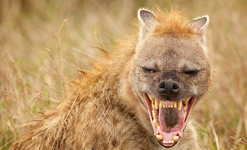 Bí ẩn "quái thú" lang thang khắp thế giới cùng những loài người khác