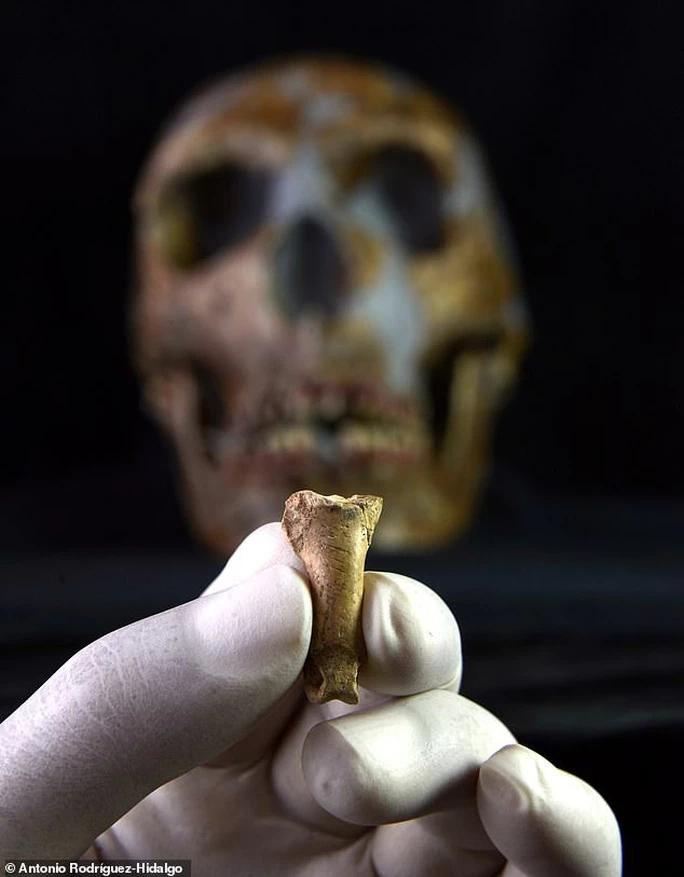 Cận cảnh "kỷ vật cuối cùng" của người Neanderthals - ảnh: Antonio Rodriguez-Hidalgo