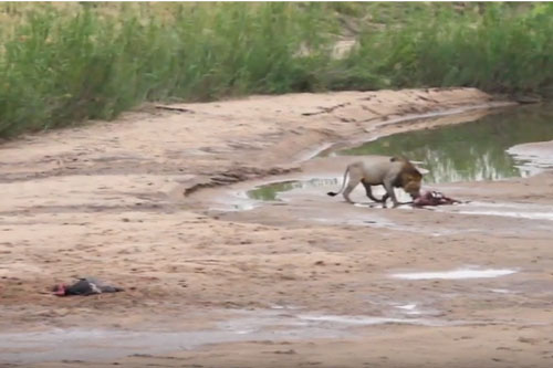CLIP: Đàn chó hoang vội vàng bỏ chạy khi nhìn thấy sư tử