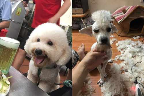 Giao chú chó cho em trai tỉa lông, anh chàng "khóc cạn nước mắt" vì thú cưng biến thành "con vật lạ"