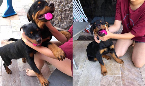 Chiếc lưỡi của 2 chú chó cưng đột nhiên có màu lạ, cô chủ vội kiểm tra thì phát hiện sự thật bất ngờ