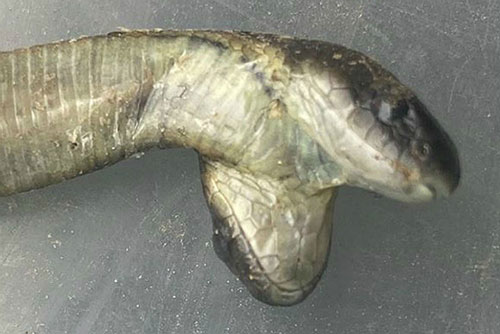 Rắn hổ bò vào nhà dân sinh rắn con hai đầu