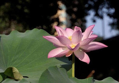 4 con giáp tài lộc 'nở hoa', dự báo sự nghiệp thăng tiến ầm ầm, cuộc sống viên mãn không thiếu thứ gì trong 3 tháng tới