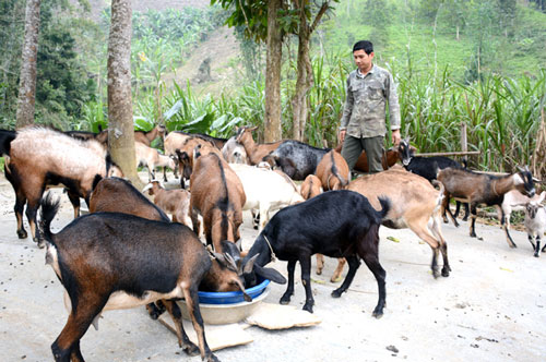 Tuyên Quang: Làm giàu từ chăn nuôi dê